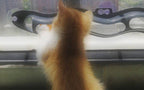 Window Suction Track Ball Toy