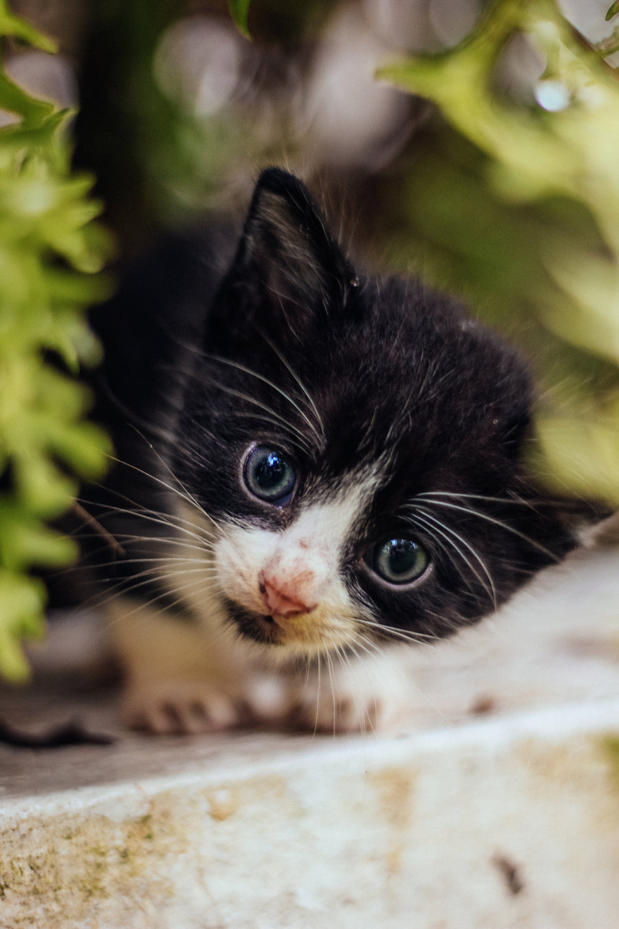 Curious young cat looking up