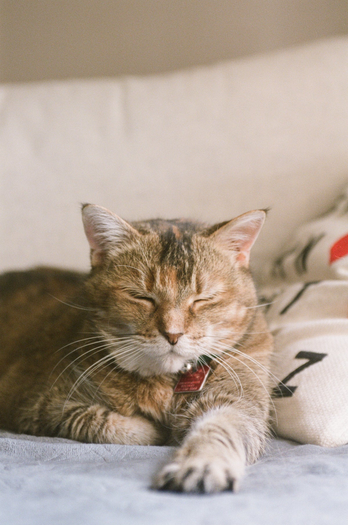 Ginger cat dozing in warm sunlight at home