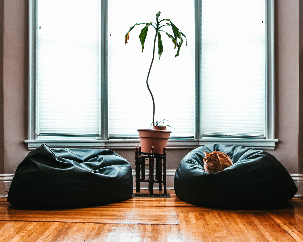 Cat relaxing on a sofa in a bright living room