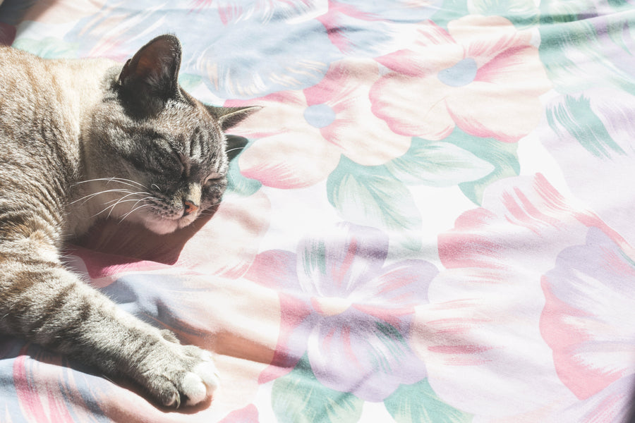 Grey cat resting in a patch of sun on the bed