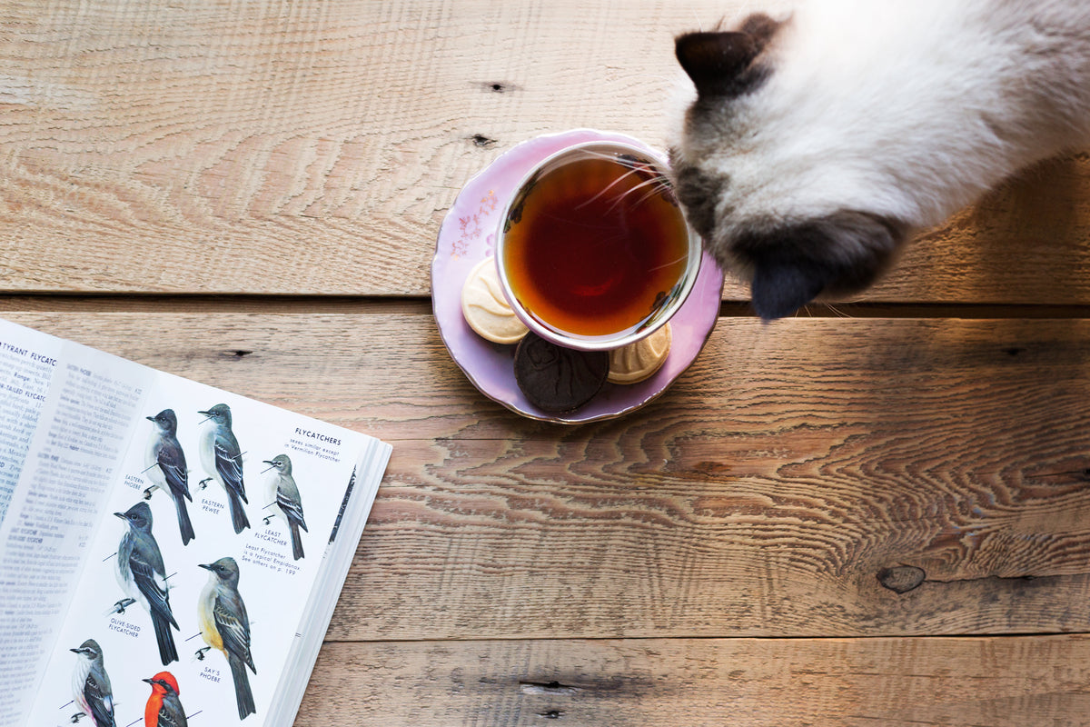 Cat sitting with its person at tea time