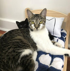 Handmade Catnip Pillow Kicker